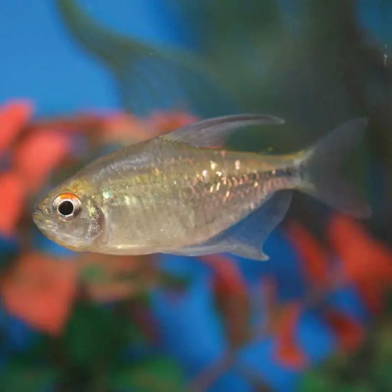 Diamond Tetra - Moenkhausia pittieri