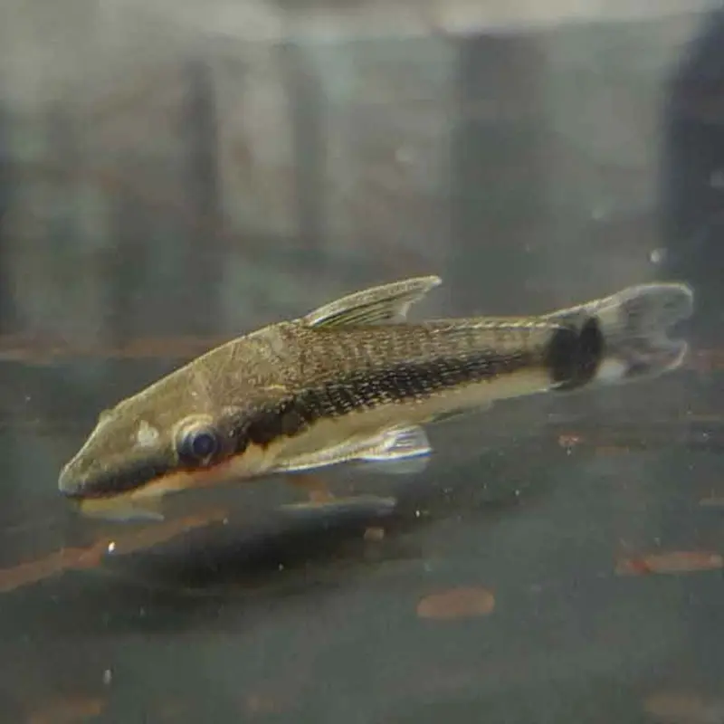 Dwarf Suckermouth Catfish - Otocinclus sp.