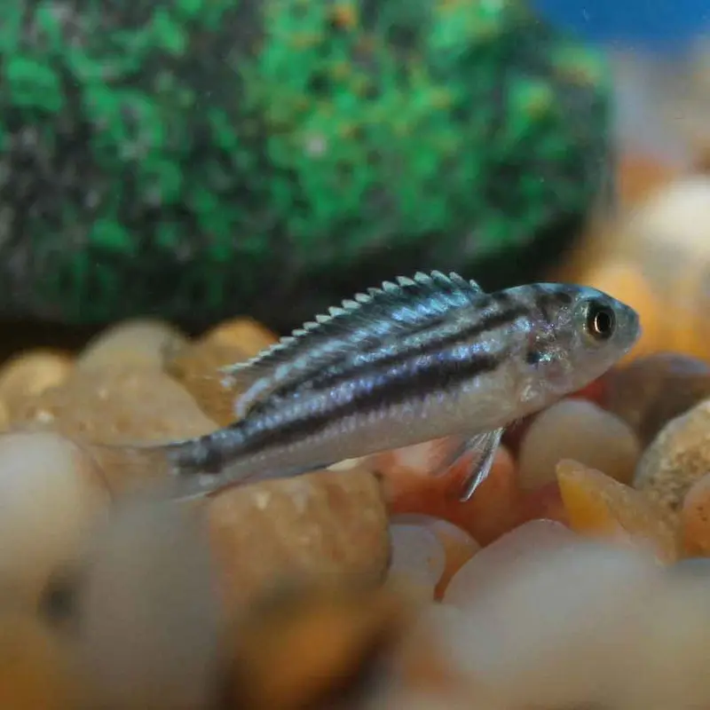 Electric Blue Johanni - Melanochromis johanni - Small