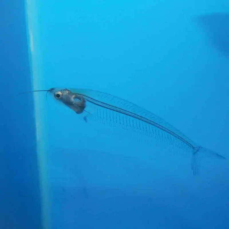 Glass Catfish - Kryptopterus minor