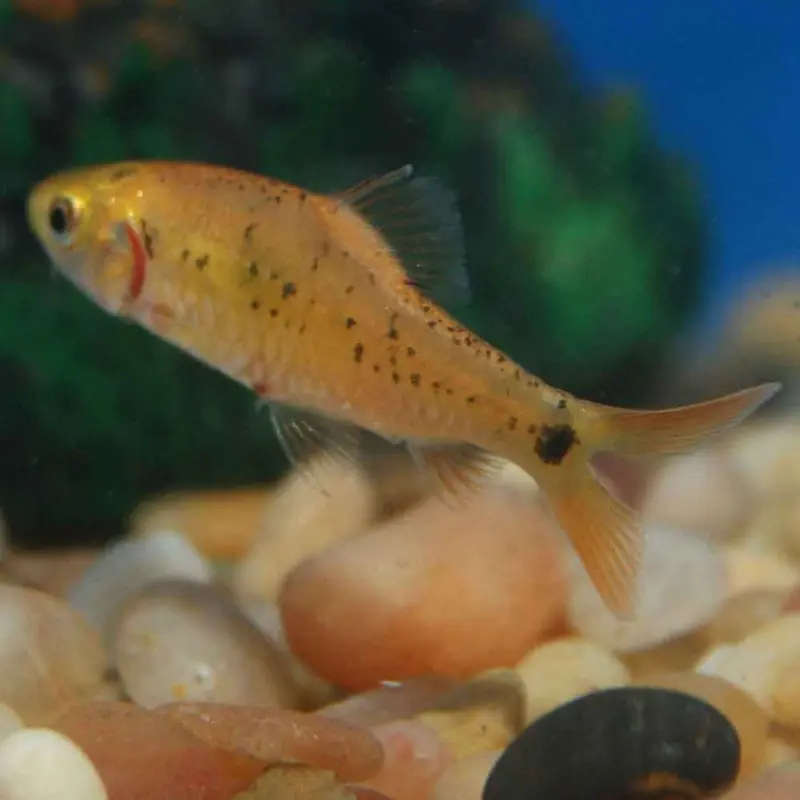 Gold Barb - Puntius sachsii