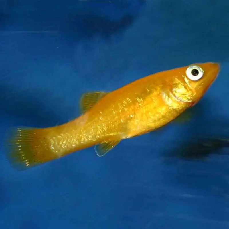 Gold Dust Lyretail Molly - Poecilia sphenops