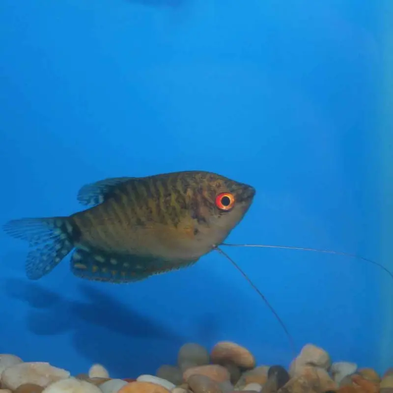 Gold Gourami - Trichogaster trichopterus