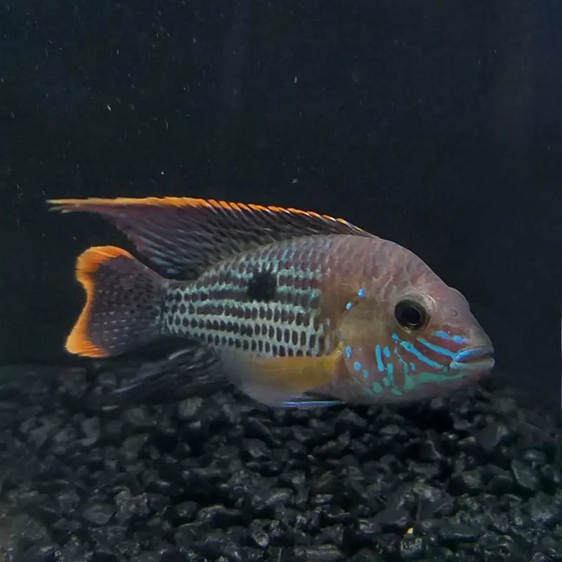 Green Terror Cichlid - Aequidens rivulatus - Small