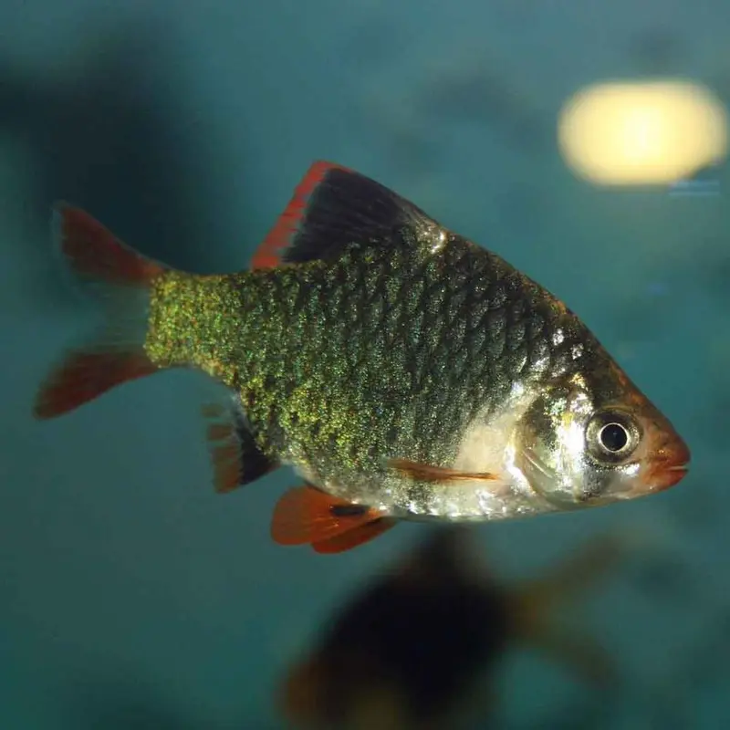 Green Tiger Barb - Puntius tetrazona - Small