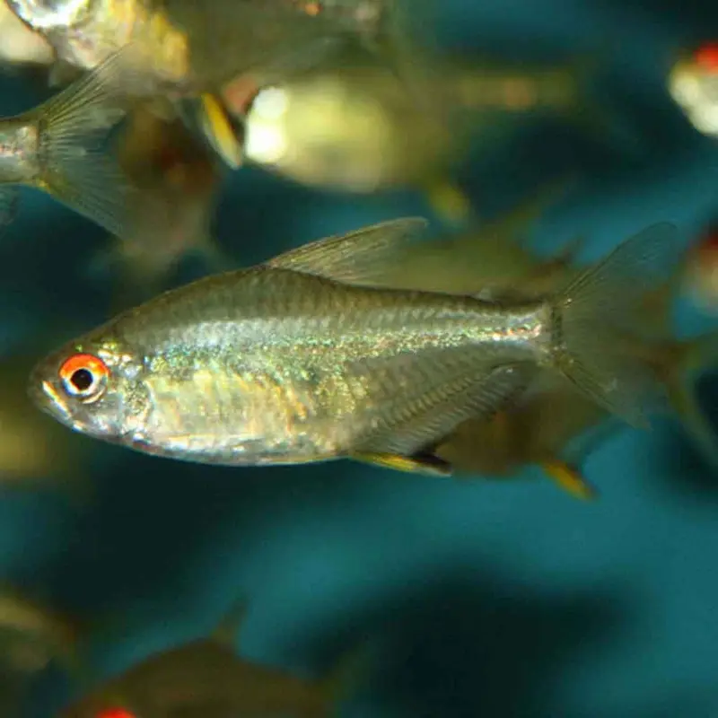 Lemon Tetra - Hyphessobrycon pulchripinnis