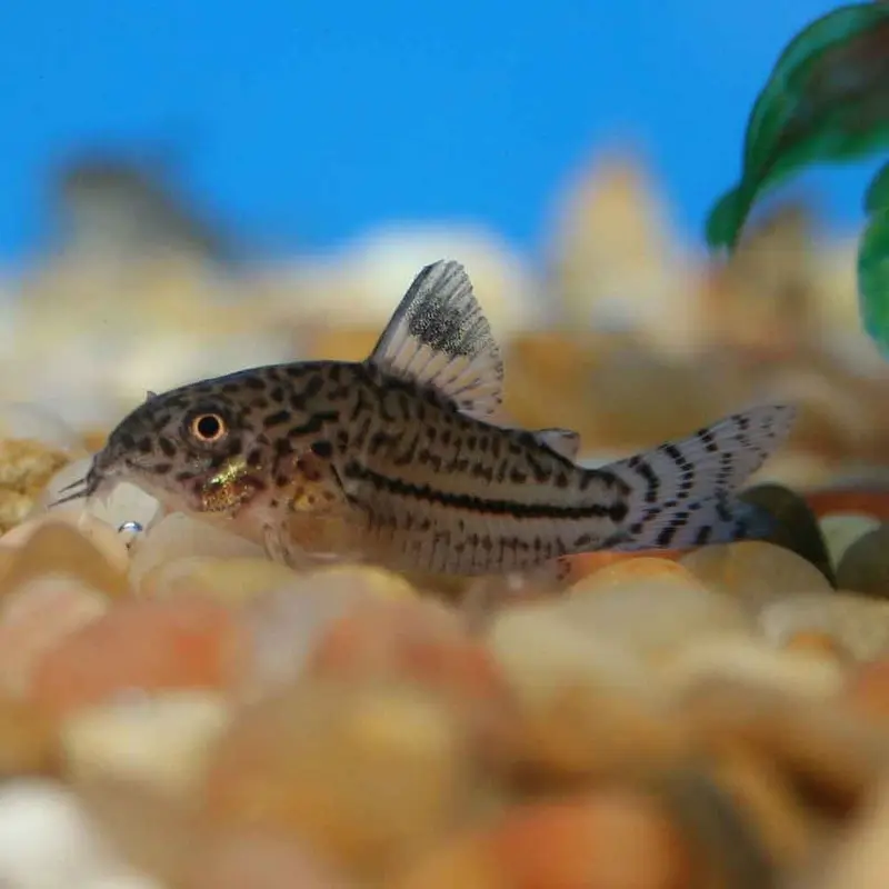 Leopard Cory - Corydoras julii