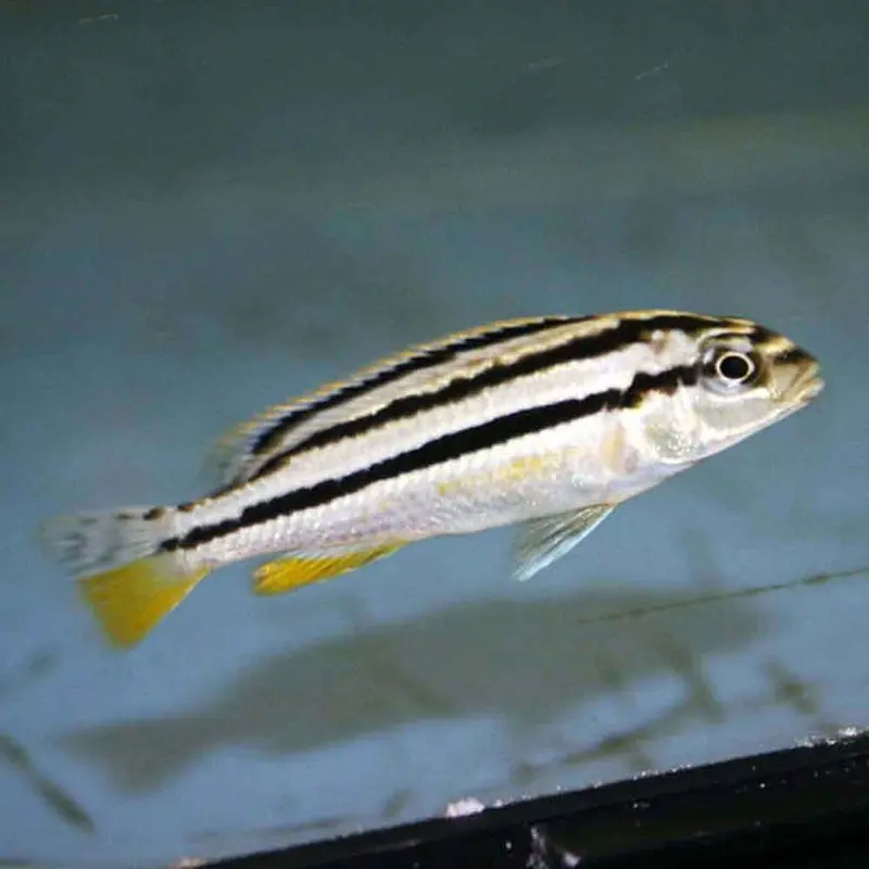 Melanochromis auratus - Small