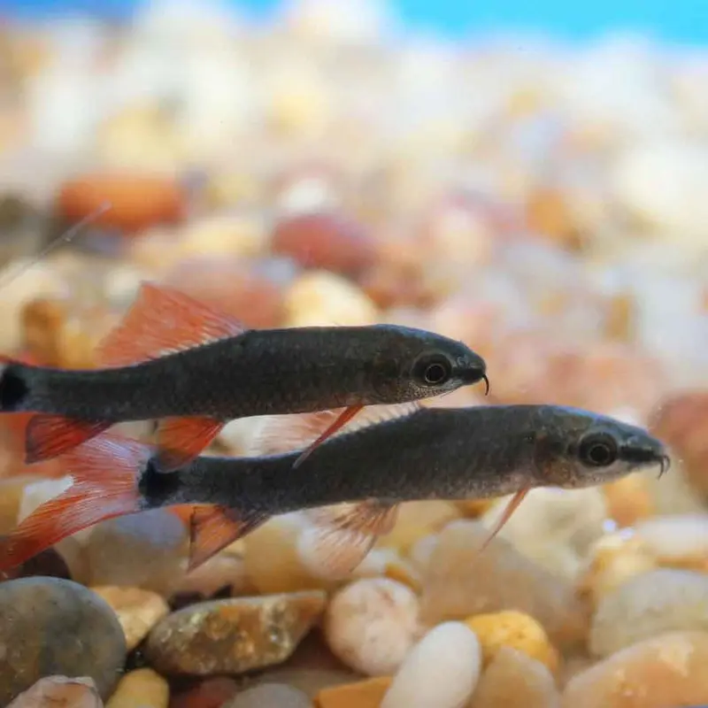 Rainbow Shark - Epalzeorhynchos frenatus