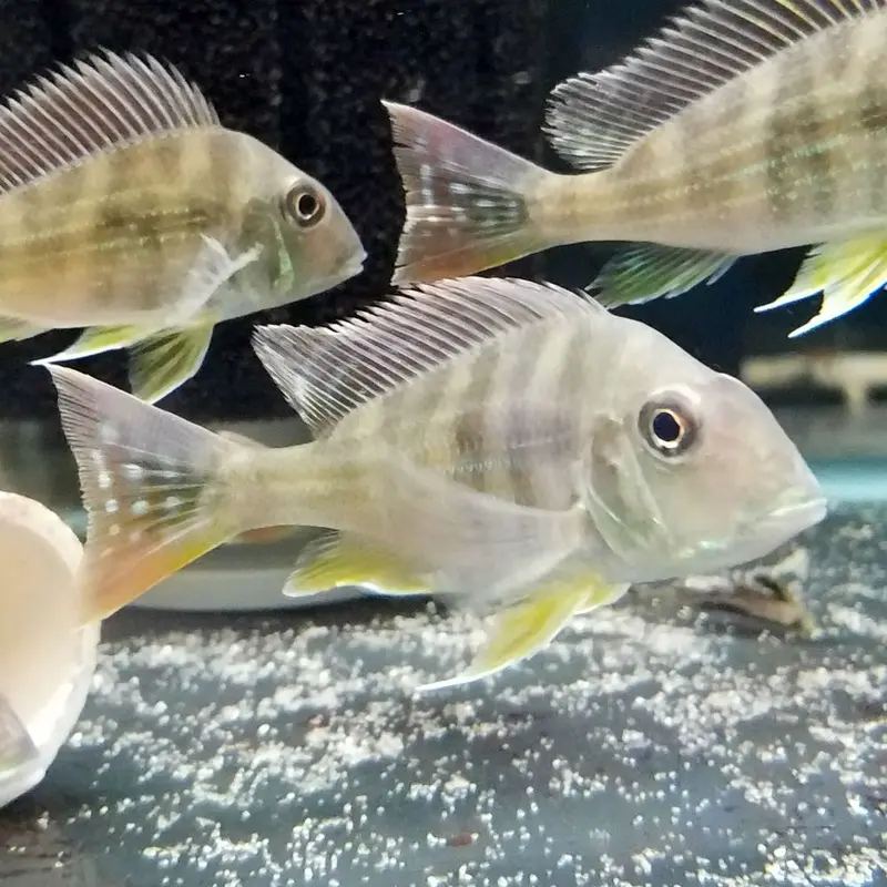 Redstriped Eartheater - Geophagus surinamensis