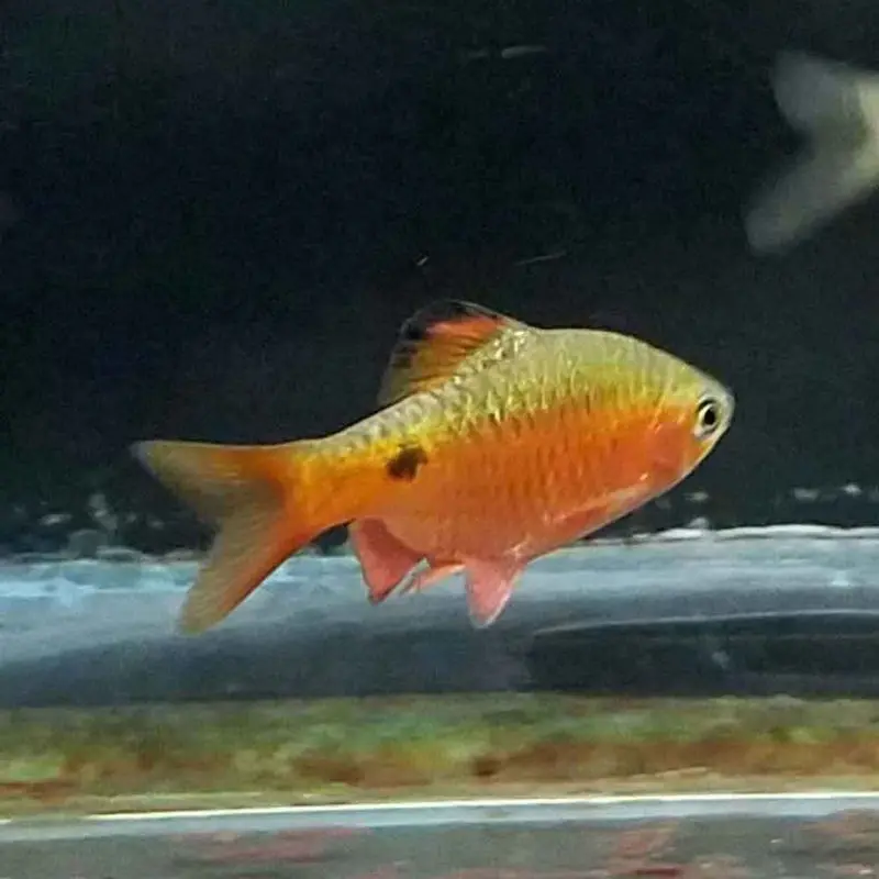 Rosy Barb - Puntius conchonius