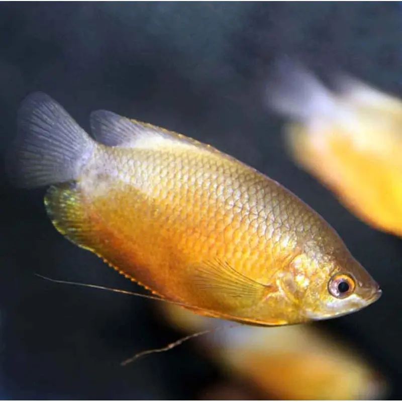 Sunset Thicklip Gourami - Colisa labiosa
