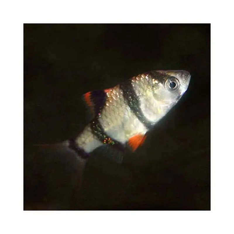 Tiger Barb - Puntius tetrazona