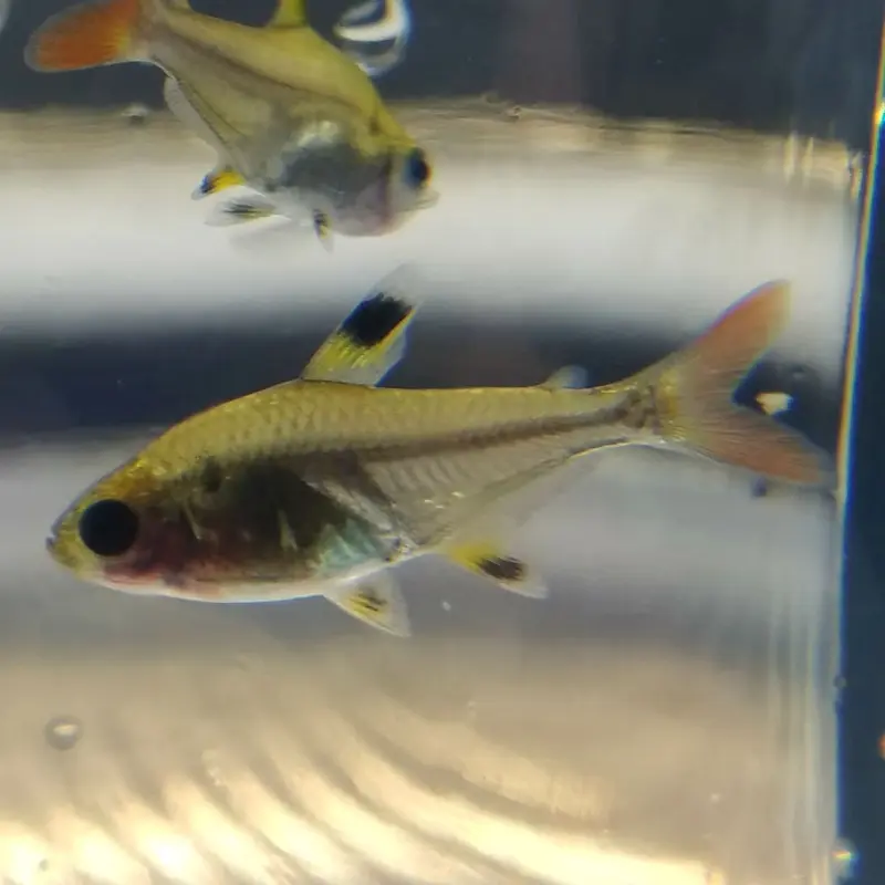 X-Ray Tetra - Pristella maxillaris