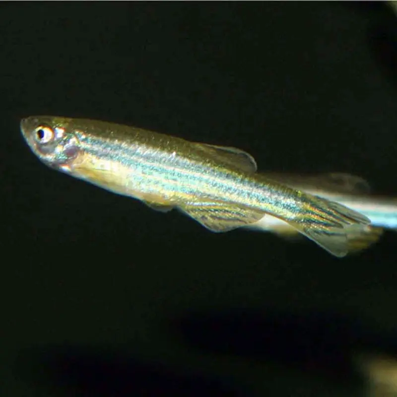 Zebra Danio - Danio rerio