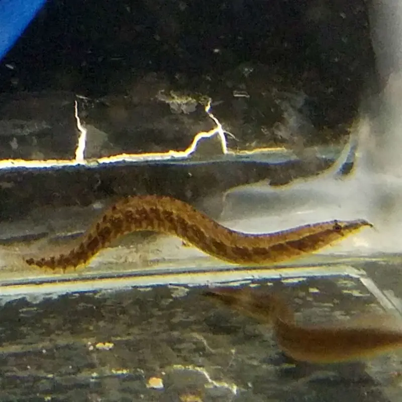 Zig-Zag Eel - Mastacembelus armatus