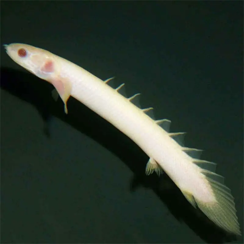 Albino Senegal Bichir - Polypterus senegalus - Small