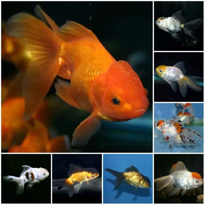 Assorted Oranda Goldfish - Medium