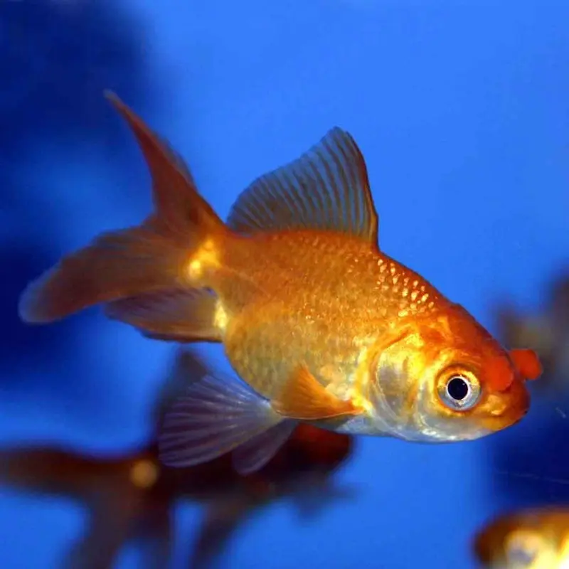 Assorted Pom Pom Goldfish