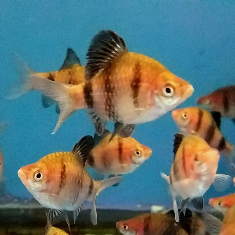 Black Ruby Barb - Puntius nigrofasciatus
