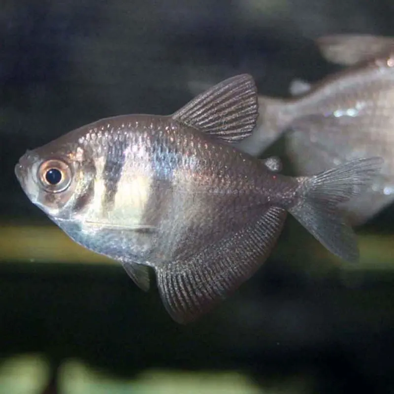 Black Skirt Tetra - Gymnocorymbus ternetzi