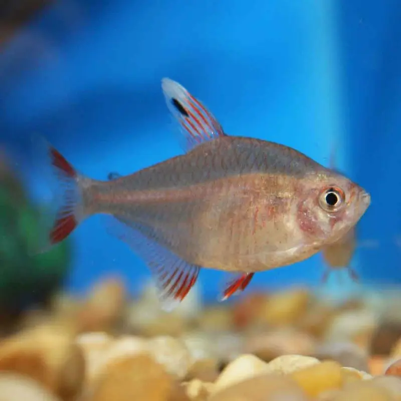 Candy Cane Tetra - Hyphessobrycon sp.