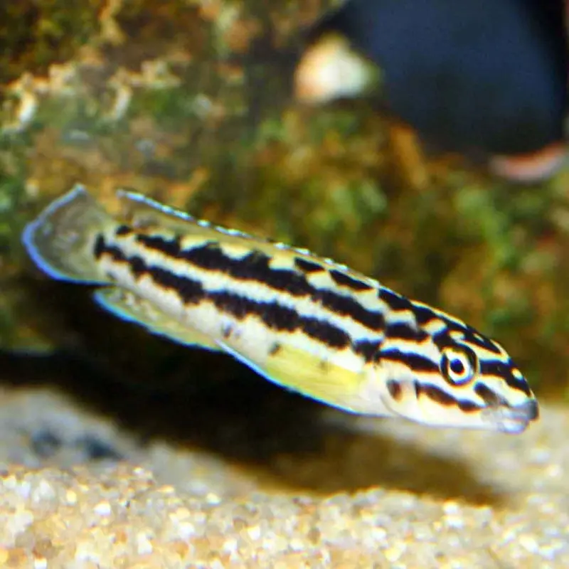 Convict Julie - Julidochromis regani