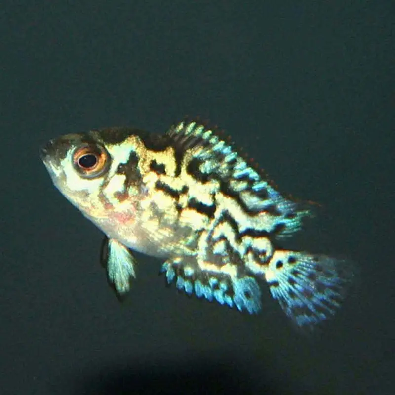 Electric Blue Jack Dempsey - Rocio octofasciata - Small
