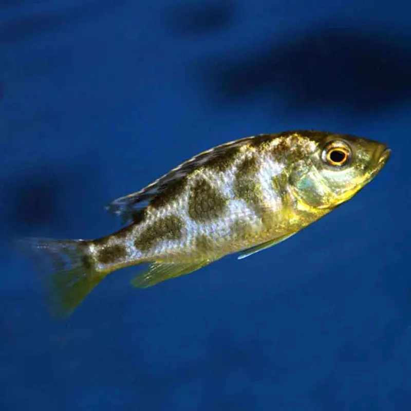 Giraffe Cichlid - Nimbochromis venustus - Juvenile