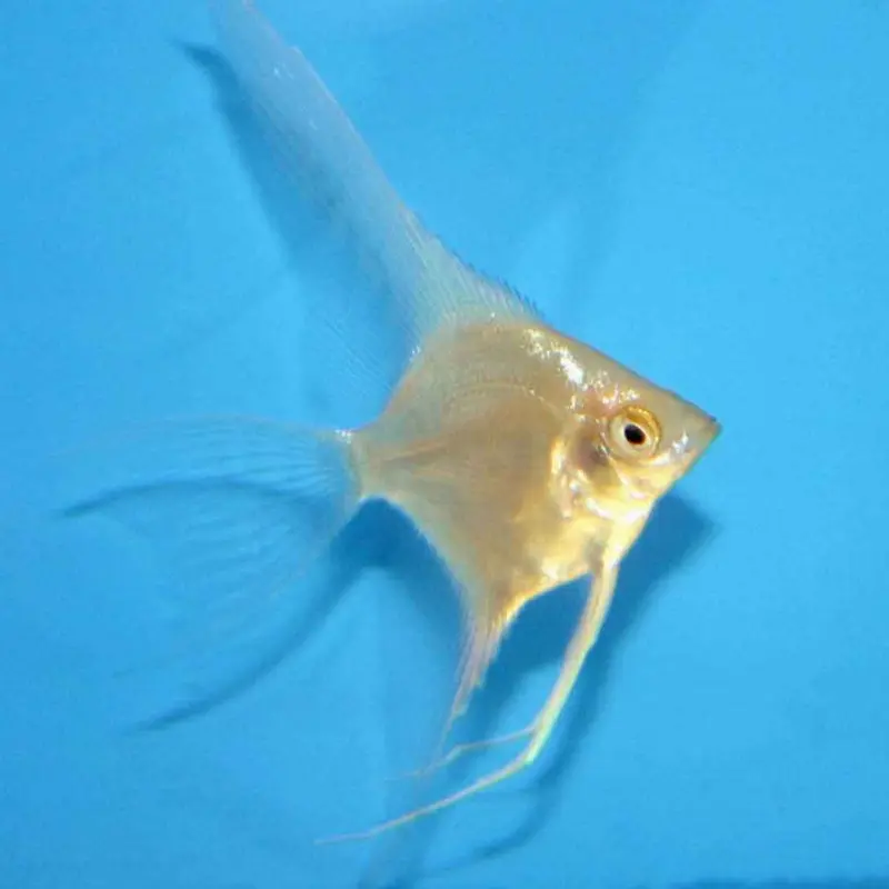 Gold Angelfish - Pterophyllum scalare - Small/Medium
