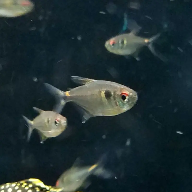Head & Tail Light Tetra - Hemigrammus ocellifer
