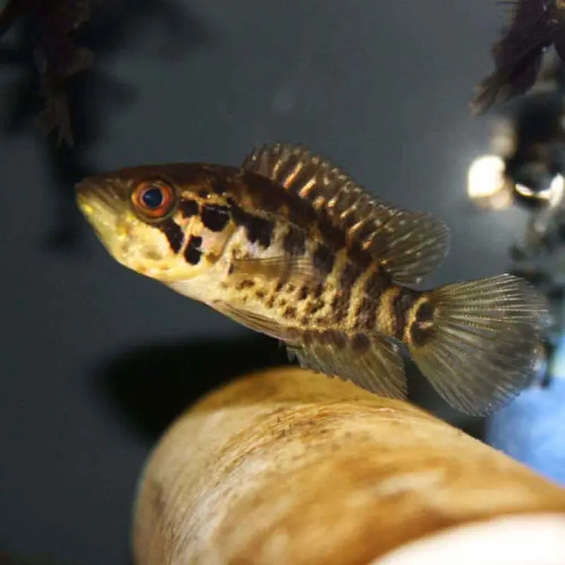 Jaguar Cichlid - Parachromis managuensis - Small