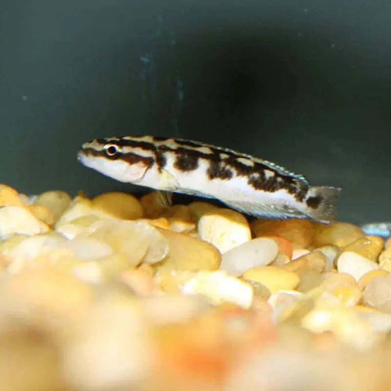 Julidochromis transcriptus