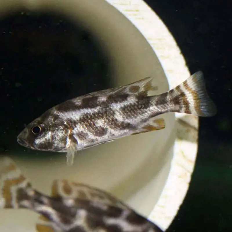 Nimbochromis livingstonii - Juvenile *DND*