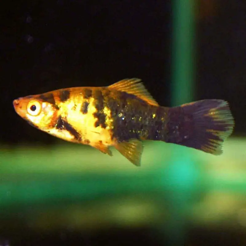 Painted Swordtail - Xiphophorus helleri