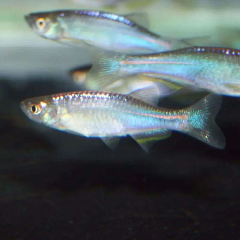 Pearl Danio - Danio albolineatus