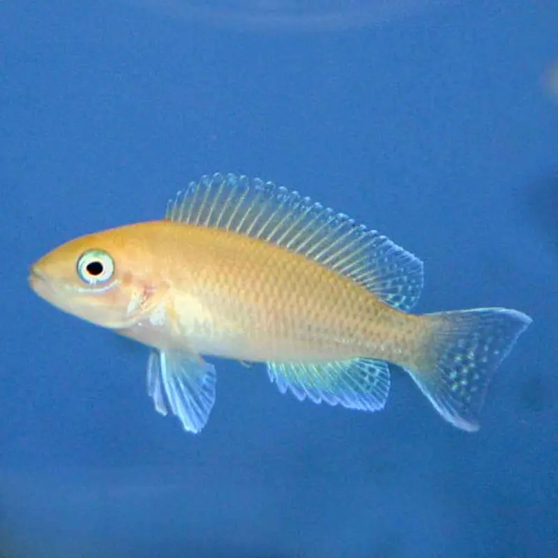 Princess of Burundi - Neolamprologus brichardi