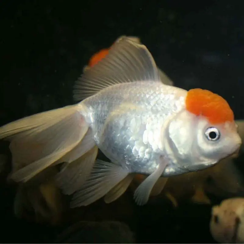 Red Cap Oranda Goldfish - Small