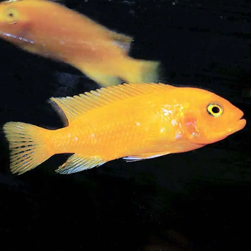 Red Zebra - Metriaclima estherae