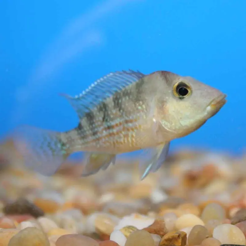 Redhump Eartheater - Geophagus steindachneri - Sm Juv