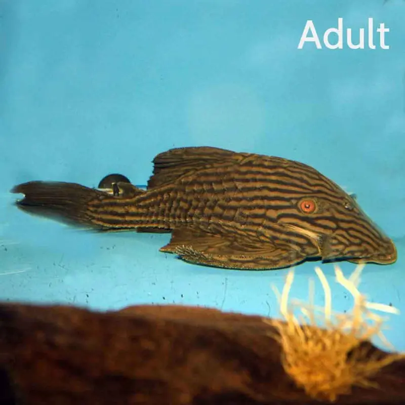 Royal Pleco - Panaque nigrolineatus - Juvenile