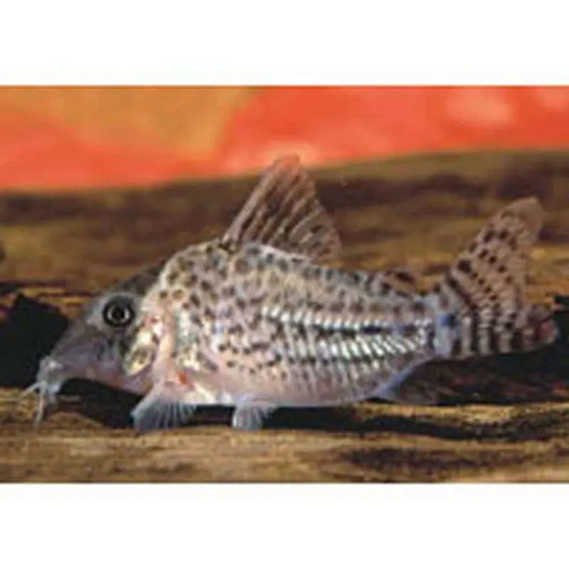 Spotted Cory - Corydoras agassizii
