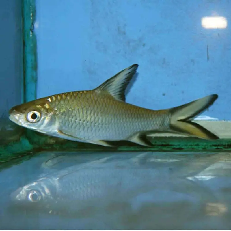 Tricolor Shark - Balantiocheilos melanopterus - Small