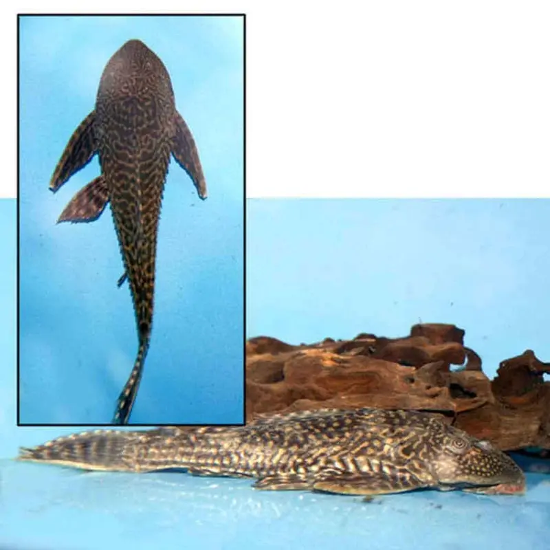 Trinidad/Common Pleco - Hypostomus plecostomus - Medium