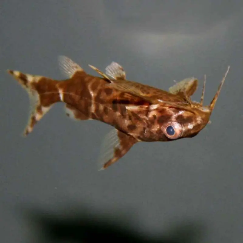 Upside-down Catfish - Synodontis nigriventris - Small