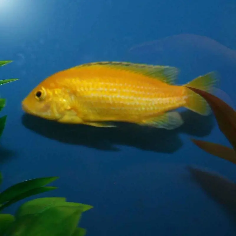 Yellow Lab - Labidochromis caeruleus - Medium