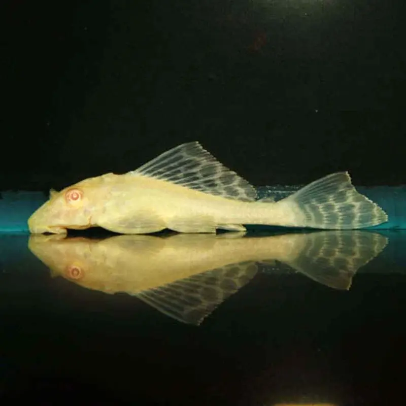 Albino Sailfin Pleco - Pterygoplichthys gibbiceps - Small L165
