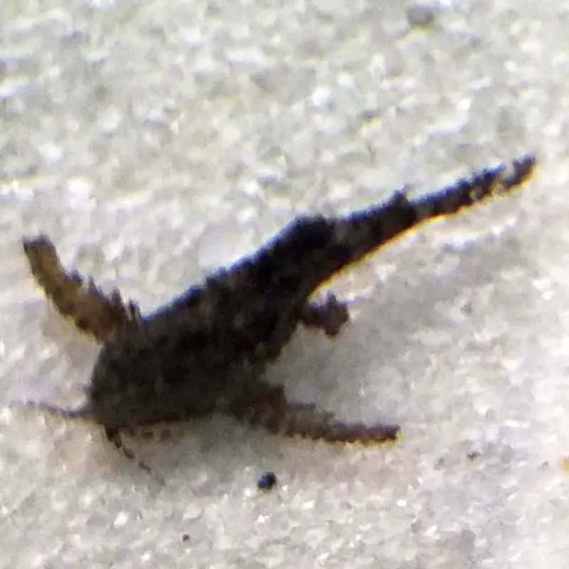 Asian Stone Catfish - Erethistes jerdoni
