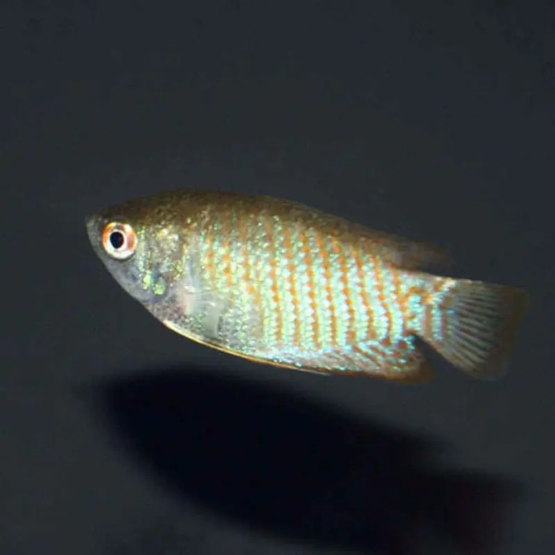 Assorted Dwarf Gourami - Colisa lalia