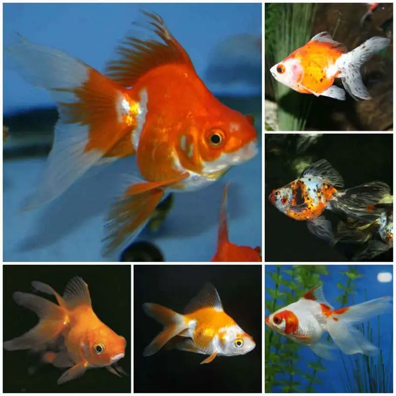 Assorted Ryukin Goldfish - Small